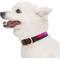 Show in main carousel: Blueberry Pet Genuine Leather & Polyester Combo Adjustable Dog Collar, Hot Pink/Purple, Small: 12 to 15-in neck, 3/4-in wide slide 2 of 9