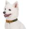 Show in main carousel: Blueberry Pet Genuine Leather & Polyester Combo Adjustable Dog Collar, Navy/Olive, Small: 12 to 15-in neck, 3/4-in wide slide 3 of 10