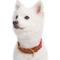 Show in main carousel: Blueberry Pet Genuine Leather & Polyester Combo Adjustable Dog Collar, Red/White, Large: 18 to 22-in neck, 1-in wide slide 3 of 8