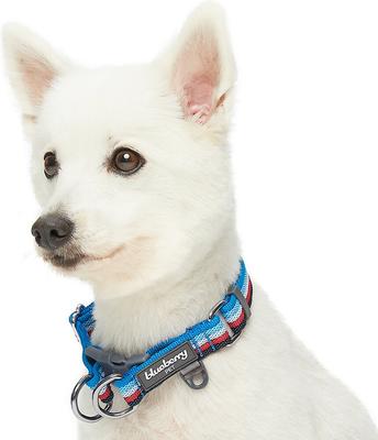 Show full view: Blueberry Pet Multi-Colored Stripe Adjustable Dog Collar, Azure Blue & Raspberry Red, Small: 12 to 16-in neck slide 3 of 8