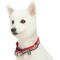 Show in main carousel: Blueberry Pet Multi-Colored Stripe Adjustable Dog Collar, Mixed Tone Rainbow Color, X-Large: 18 to 26-in neck slide 2 of 7