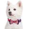 Show in main carousel: Blueberry Pet National Pride USA Flag Personalized Dog Collar, Red, Small: 12 to 16-in neck, 5/8-in wide slide 2 of 6