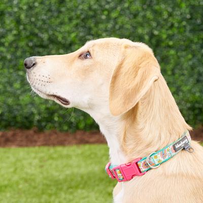 Show full view: Blueberry Pet Paisley Print Polyester Dog Collar, Emerald Green, Small: 12 to 16-in neck, 5/8-in wide slide 5 of 8