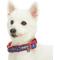Show in main carousel: Blueberry Pet Pretty Posies Spring Padded Polyester Dog Collar, Garden Navy, Large: 18 to 26-in neck, 1-in wide slide 3 of 8