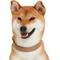 Show in main carousel: Blueberry Pet Soft & Comfy Genuine Leather Adjustable Dog Collar, Beige, Small: 12 to 15-in neck, 3/4-in wide slide 5 of 7