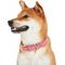 Show in main carousel: Blueberry Pet Soft & Comfy Genuine Leather Adjustable Dog Collar, Pink, Small: 12 to 15-in neck, 3/4-in wide slide 4 of 8