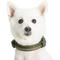Show in main carousel: Blueberry Pet Soft & Safe 3M Neoprene Padded Adjustable Reflective Dog Collar, Olive Green, Large: 18 to 26-in neck slide 3 of 8