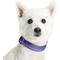 Show in main carousel: Blueberry Pet Soft & Safe 3M Neoprene Padded Adjustable Reflective Dog Collar, Violet, Small: 12 to 16-in neck slide 2 of 7