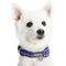 Show in main carousel: Blueberry Pet Soft & Safe 3M Neoprene Padded Adjustable Reflective Dog Collar, Violet, Small: 12 to 16-in neck slide 3 of 7