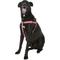Show in main carousel: Blueberry Pet Spring Prints Nylon Step In Back Clip Dog Harness, Ladybug, Large: 26 to 39-in chest slide 3 of 9