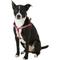 Show in main carousel: Blueberry Pet Spring Prints Nylon Step In Back Clip Dog Harness, Ladybug, Medium: 20 to 26-in chest slide 4 of 10