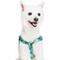 Show in main carousel: Blueberry Pet Step In Bahamas Vacation Dog Harness, Bahamas Vacation, Large: 26 to 39-in chest slide 2 of 5