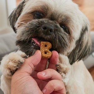 Bocce's Bakery Birthday Peanut Butter, Molasses & Vanilla Cake Dog Treats, 5-oz bag