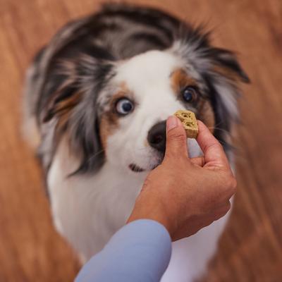 Show full view: Bocce's Bakery Bone Broth, Carrots & Parsley Dog Treats, 5-oz bag slide 5 of 11