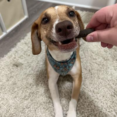 Show full view: Bocce's Bakery Dailies Brushy Sticks Medium Coconut & Mint Recipe Dental Dog Treats, 13-oz bag slide 5 of 11