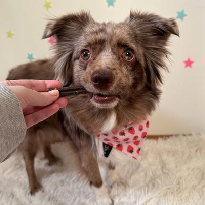 Show full view: Bocce's Bakery Dailies Brushy Sticks Small Coconut & Mint Recipe Dental Dog Treats, 13-oz bag slide 5 of 10