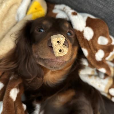 Show full view: Bocce's Bakery Everyday Bac'N Nutty Biscuits Crunchy Dog Treats, 5-oz bag slide 5 of 10