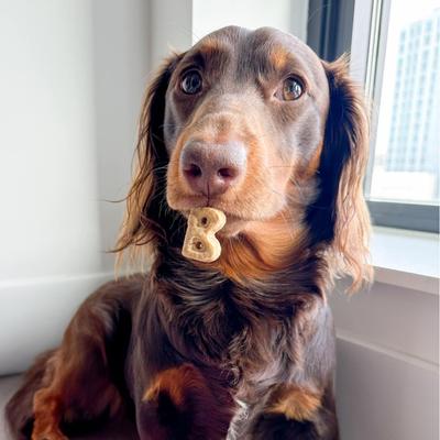 Show full view: Bocce's Bakery Everyday Say Moooo Biscuits Crunchy Dog Treats, 5-oz bag slide 5 of 9