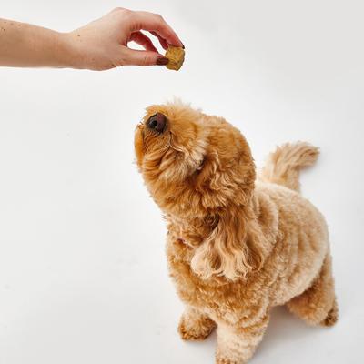 Show full view: Bocce's Bakery Lamb Liver Freeze-Dried Treats, 3-oz bag slide 5 of 10