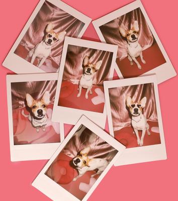 Show full view: Bocce's Bakery Love Spell Training Bites Limited Ingredient Soft & Chewy Dog Treats, 6-oz bag slide 9 of 10