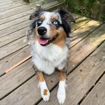 Show full view: Bocce's Bakery Mud Pie Oh My Soft & Chewy Dog Treats, 6-oz bag slide 5 of 10