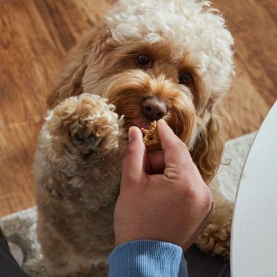 Show full view: Bocce's Bakery PB-Banana Chip Recipe Dog Treats, 6-oz bag slide 5 of 11