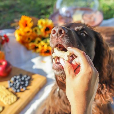 Show full view: Bocce's Bakery Pumpk'n Harvest Biscuits Crunchy Dog Treats, 12-oz bag slide 5 of 9