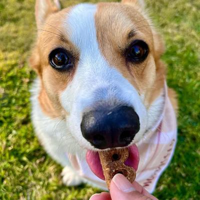 Show full view: Bocce's Bakery Pumpk'n Spice Pumpkin, PB & Cinnamon Recipe Dog Treats, 6-oz bag slide 5 of 10