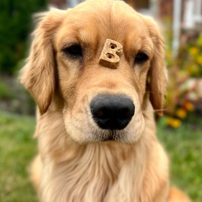 Show full view: Bocce's Bakery Soft & Chewy Salmon Recipe Dog Treats, 6-oz bag slide 5 of 10