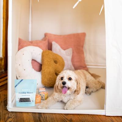 Show full view: Bocce's Bakery Sunday Roast Chicken & Pumpkin Recipe Training Bites Dog Treats, 6-oz bag slide 5 of 10