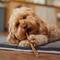 Show in main carousel: Bones & Chews 12" Thin Bully Sticks Dog Treat, 10 count slide 6 of 10