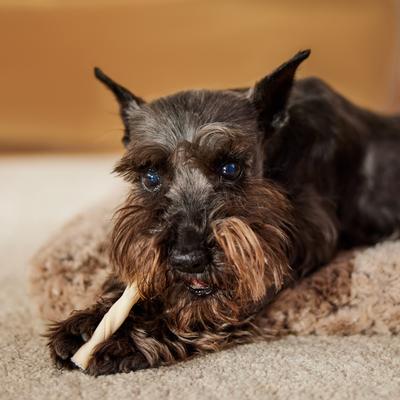 Show full view: Bones & Chews 5" Rawhide Twist Sticks Dog Treats, 28-oz bag slide 4 of 6