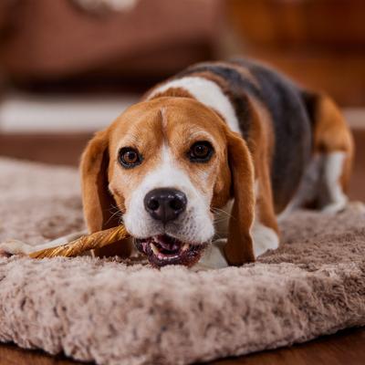 Show full view: Bones & Chews 9-10” Beef Tripe Twist Dog Treats, 1 count slide 5 of 8