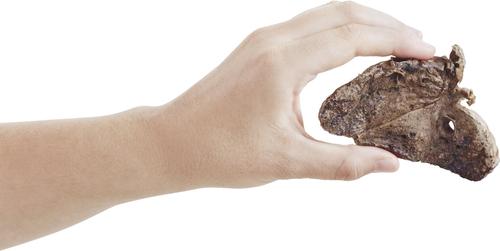 Show full view: Bones & Chews All-Natural Lamb Lung Filets Dehydrated Dog Treats, 12-oz bag slide 5 of 10