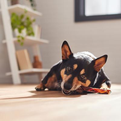 Show full view: Bones & Chews Beef Gullet Springs Dog Treats, 7"-8", 3 count slide 5 of 8