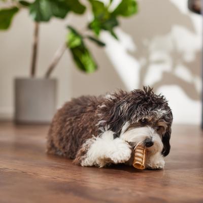 Show full view: Bones & Chews Beef Trachea Dog Treat, 3", 5 count slide 5 of 8