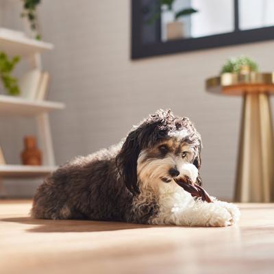 Show full view: Bones & Chews Braided Beef Gullet Dog Treats, 5"-6", 6 count slide 5 of 9