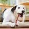 Show in main carousel: Bones & Chews Made in USA 12" Braided Bully Stick Dog Treat, 3 count slide 5 of 9