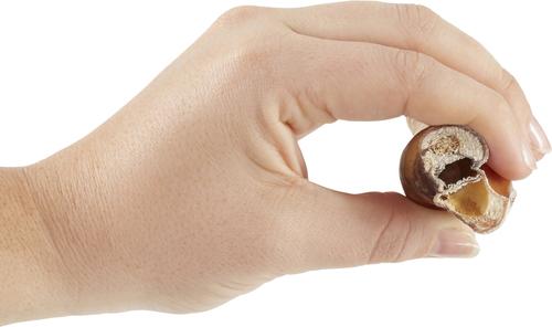 Show full view: Bones & Chews Made in USA 12" Twisted Bully Stick Dog Treat, 3 count slide 4 of 8