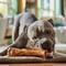 Show in main carousel: Bones & Chews Made in USA Beef Foreshank Bone Dog Treat slide 5 of 10