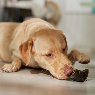 Show full view: Bones & Chews Made in USA Cheese & Bacon Flavored Filled Beef Hooves Dog Treats, 1 count slide 5 of 8