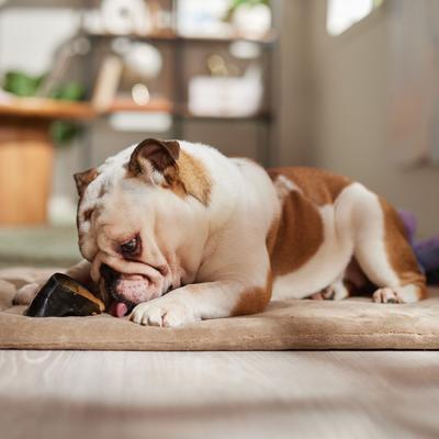 Show full view: Bones & Chews Made in USA  Chicken & Rice Flavored Filled Beef Hooves Dog Treats, 1 count slide 5 of 9