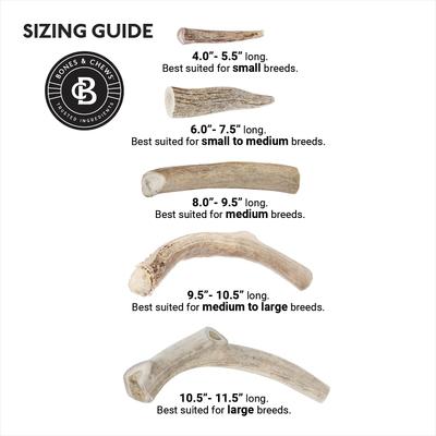 Show full view: Bones & Chews Made in USA Deer Antler Dog Chew, XX-Large: 10.5 - 11.5-in slide 5 of 9