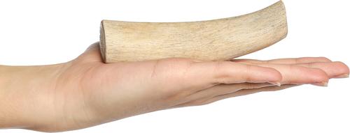 Show full view: Bones & Chews Made in USA Deer Antler Dog Chew, Small: 4 - 5.5-in slide 3 of 10