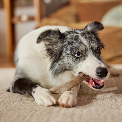 Show full view: Bones & Chews Made in USA Deer Antler Dog Chew, Medium: 6 - 7.5-in slide 5 of 10