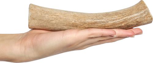 Show full view: Bones & Chews Made in USA Deer Antler Dog Chew, Large: 8 - 9.5-in slide 3 of 10