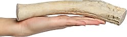 Bones & Chews Made in USA Deer Antler Dog Chew, X-Large: 9.5 - 10.5 in slide 2 of 7