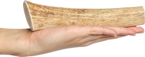 Show full view: Bones & Chews Made in USA Elk Antler Dog Chew, Large: 8.0 - 9.5-in slide 3 of 10