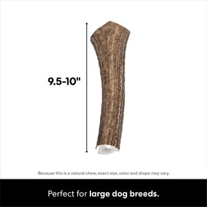 Bones & Chews Made in USA Elk Antler Dog Chew, X-Large: 9.5 - 10.5-in