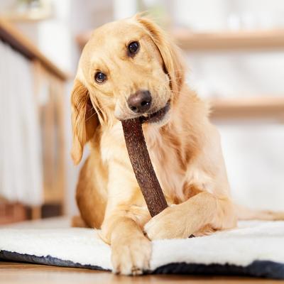 Show full view: Bones & Chews Made in USA Elk Antler Dog Chew, X-Large: 9.5 - 10.5-in slide 6 of 9